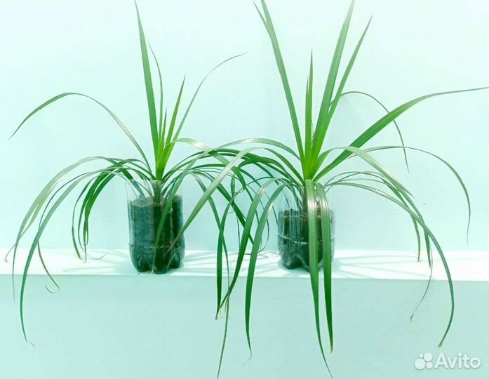 Комнатные цветы драцена