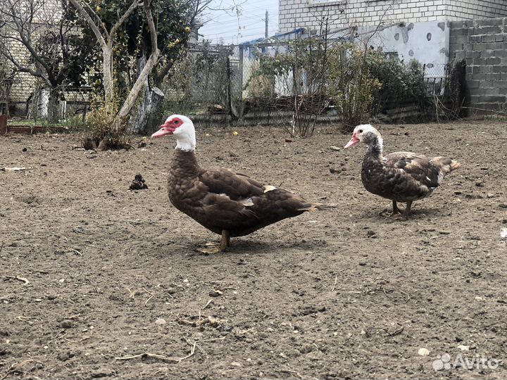 Утки муларды