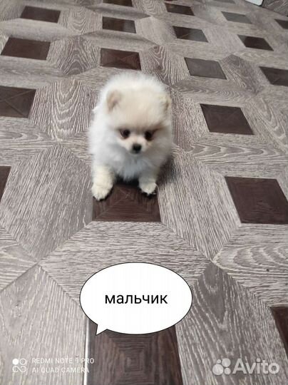 Щенки немецкого шпица