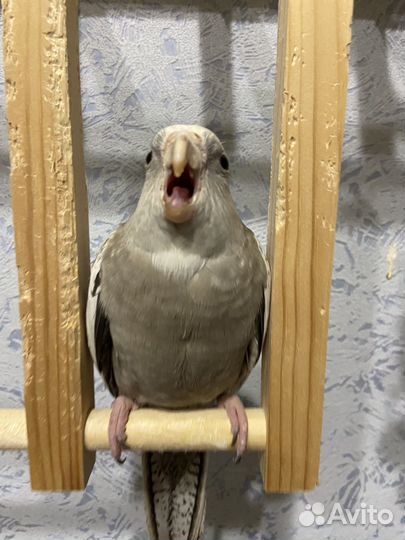 Попугай Корелла ручной самка