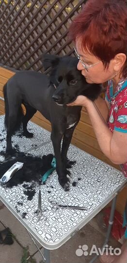 Стрижка кошек,собак,йорков,кастрация котов, выезд