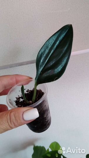 Ароидные набор 5шт