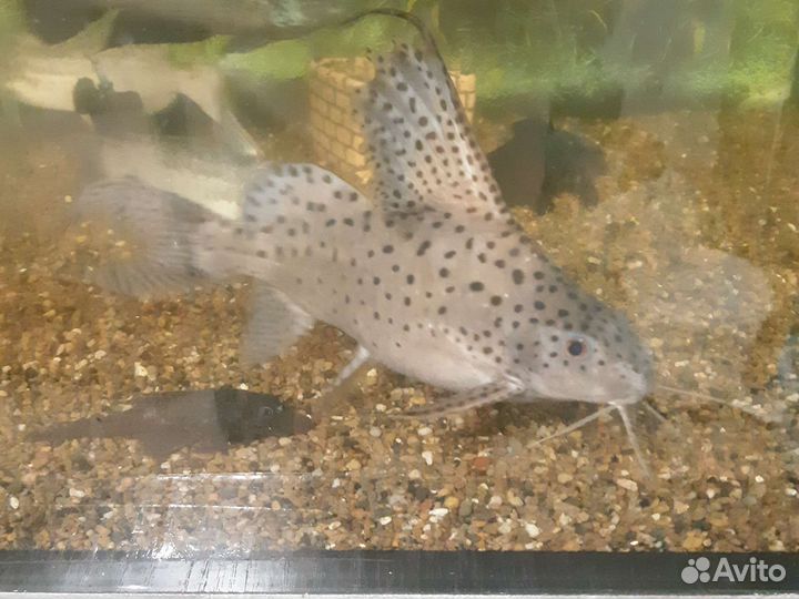 Сом синодонтис 20 см