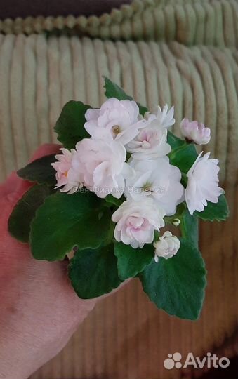 Фиалки сортовые мини и полумини