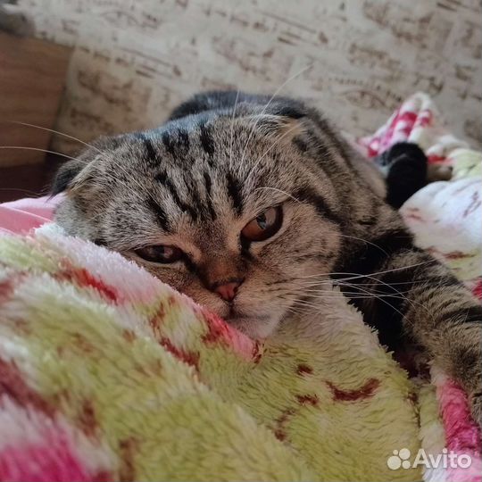 Кот