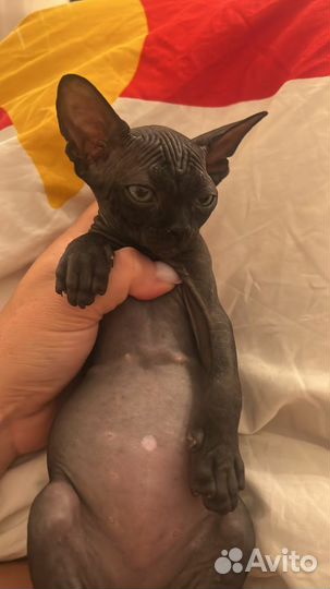 Канадский сфинкс