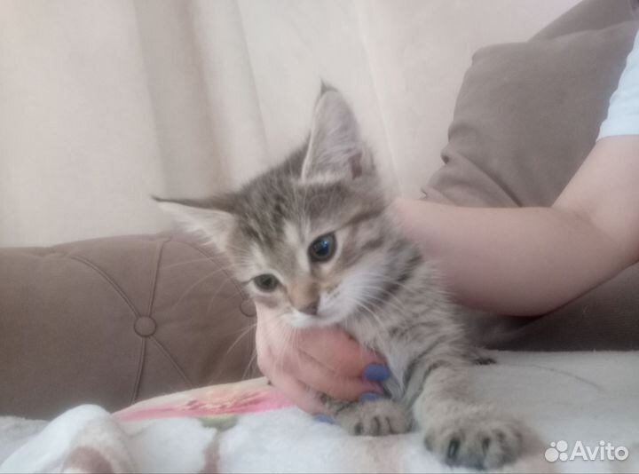 Кошки бесплатно