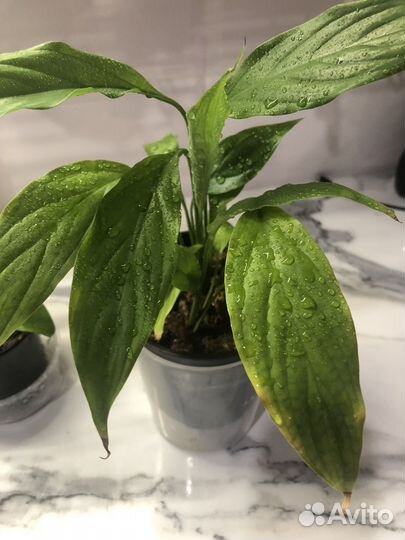 Спатифиллум