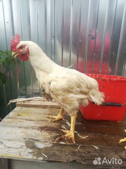 Мясо,цыплят бройлеров и индейки домашнее