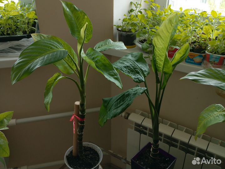 Диффенбахия