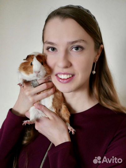 Передержка морских свинок. Бесплатно