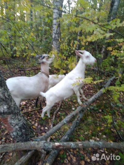 Козлята Зааненские