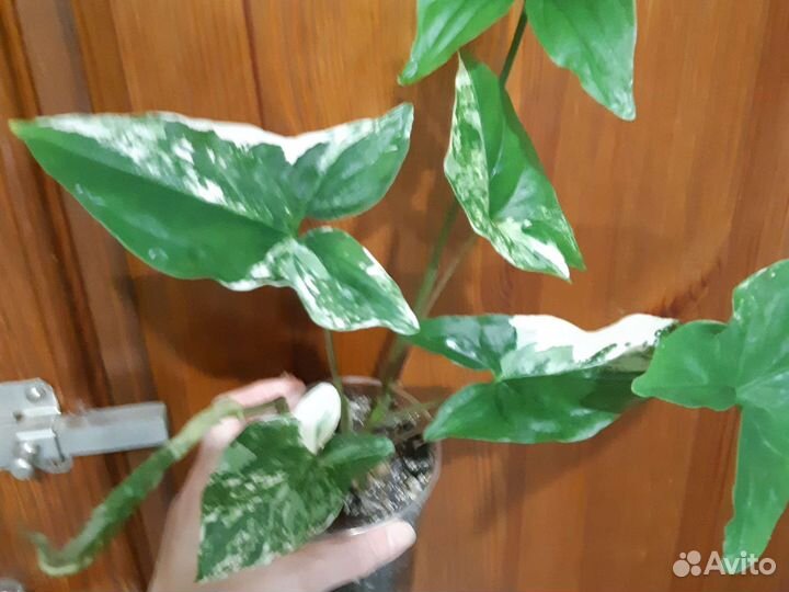 Домашние цветы