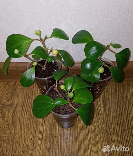 Фикус Мокламе Голден Моник Диверсифолия Наташа