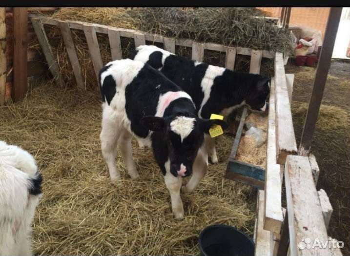 Телята бычки