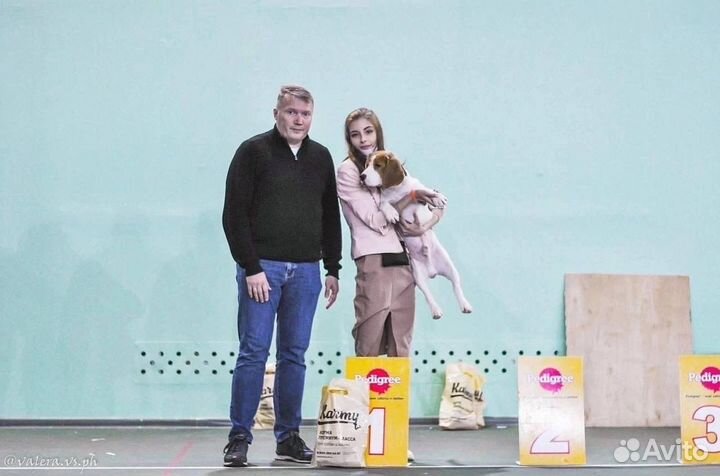 Хендлер для Вашей собаки