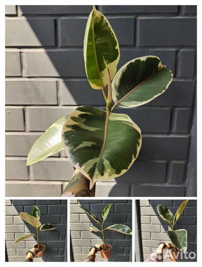 Фикусы эластика сортовые