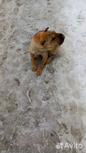 Собака, порода шарпей,девочка, 8 мес