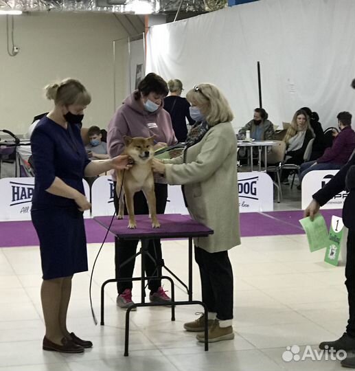 Кобель сиба ину, для вязки