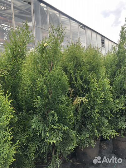 Туя западная смарагд