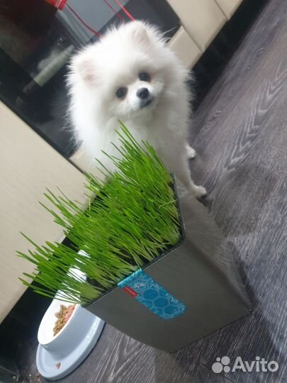 Померанский шпиц вязка кобель