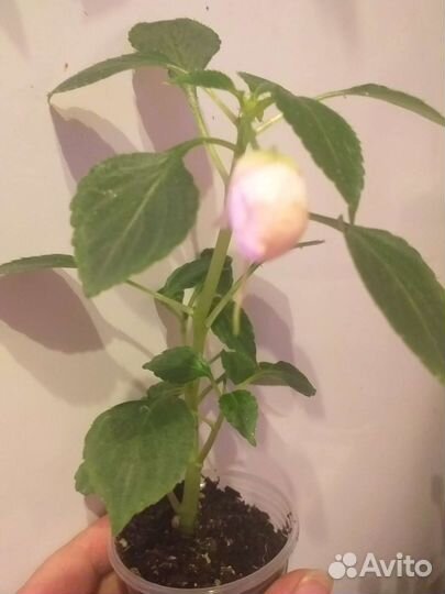 Бальзамин махровый розовый и оранжевый