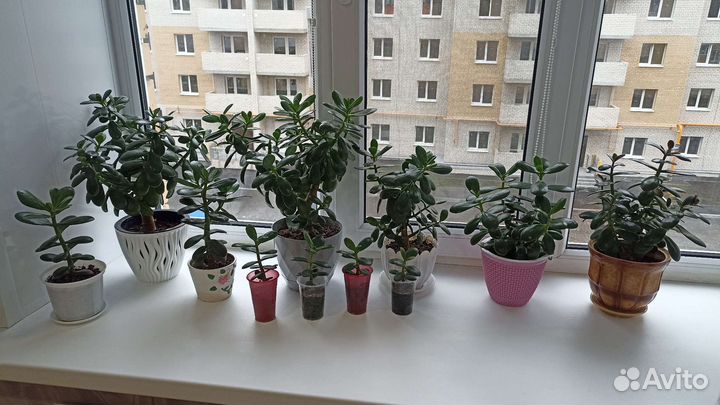 Крассула толстянка (денежное дерево)