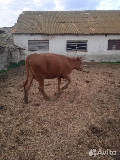 Коровы и телки