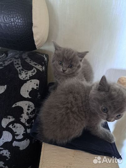Британские котята