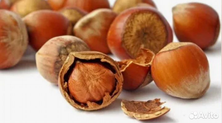 Фундук неочищенный