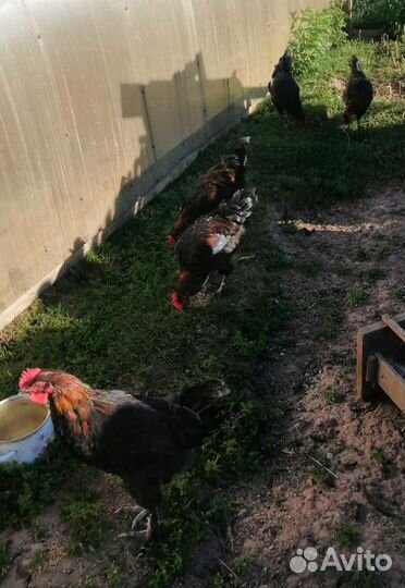 Петушки Мараны