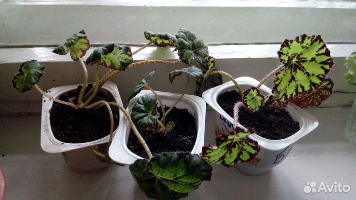 Бегония Бауэра (Тигровая)