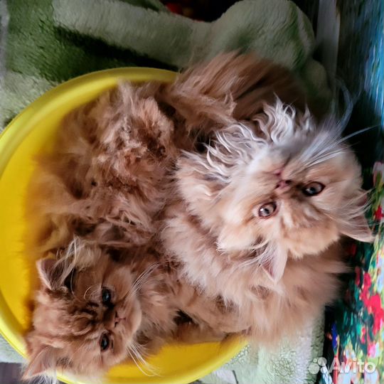 Персидская кошечка