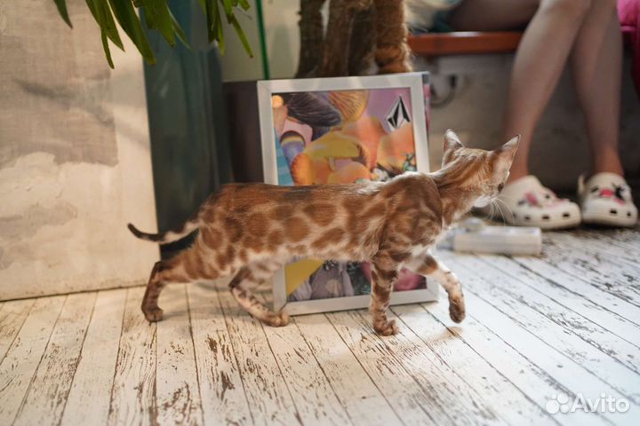 Бенгальские котята