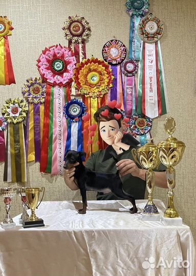 Кобель Цвергпинчера