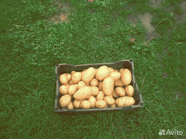 Продам молодой картофель