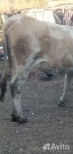 Корова тёлка бычок