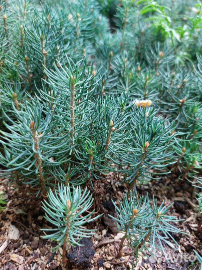 Ель Глаука сеянцы