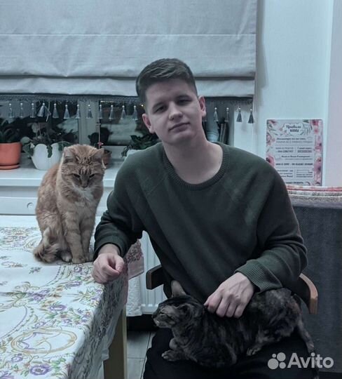 Передержка животных