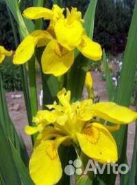 Ирис желтый
