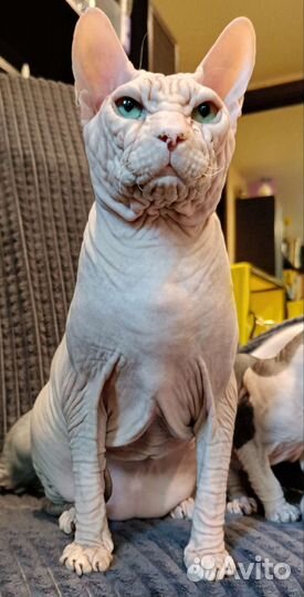 Донской сфинкс