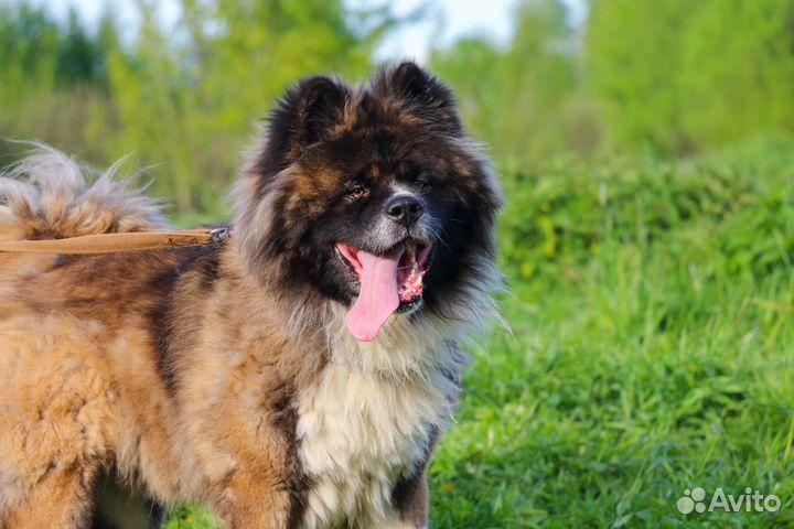 Тайм в Добрые Руки