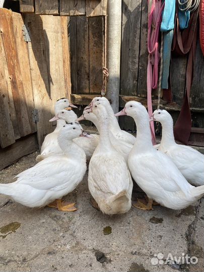 Утки муларды