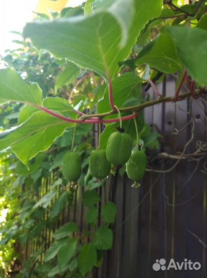 Актинидия аргута (мини киви)