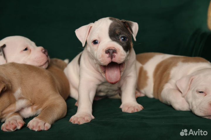 Американский Булли