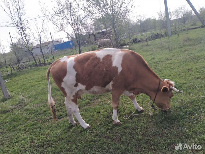 Коровы дойные молочные