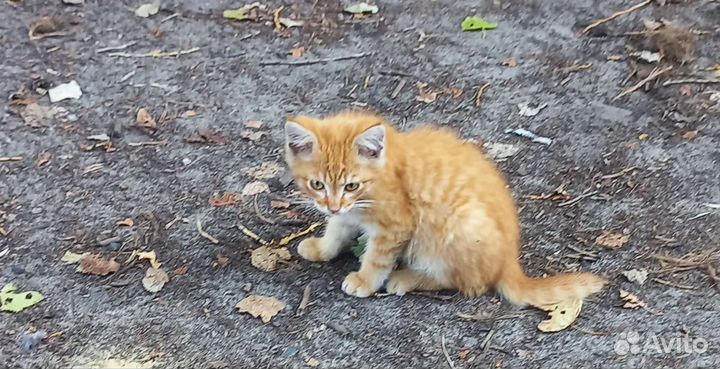 Котенок