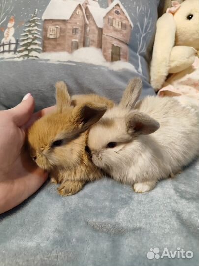 Декоративные карликовые крольчата