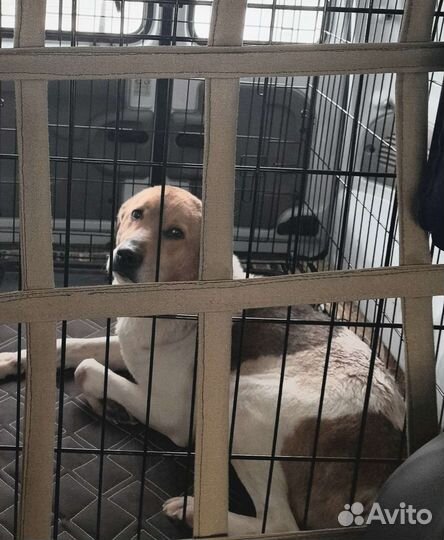 Зоотакси от кошки до Пони