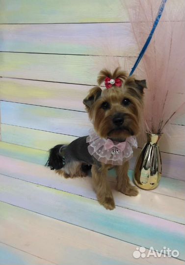 Йоркширский терьер щенки